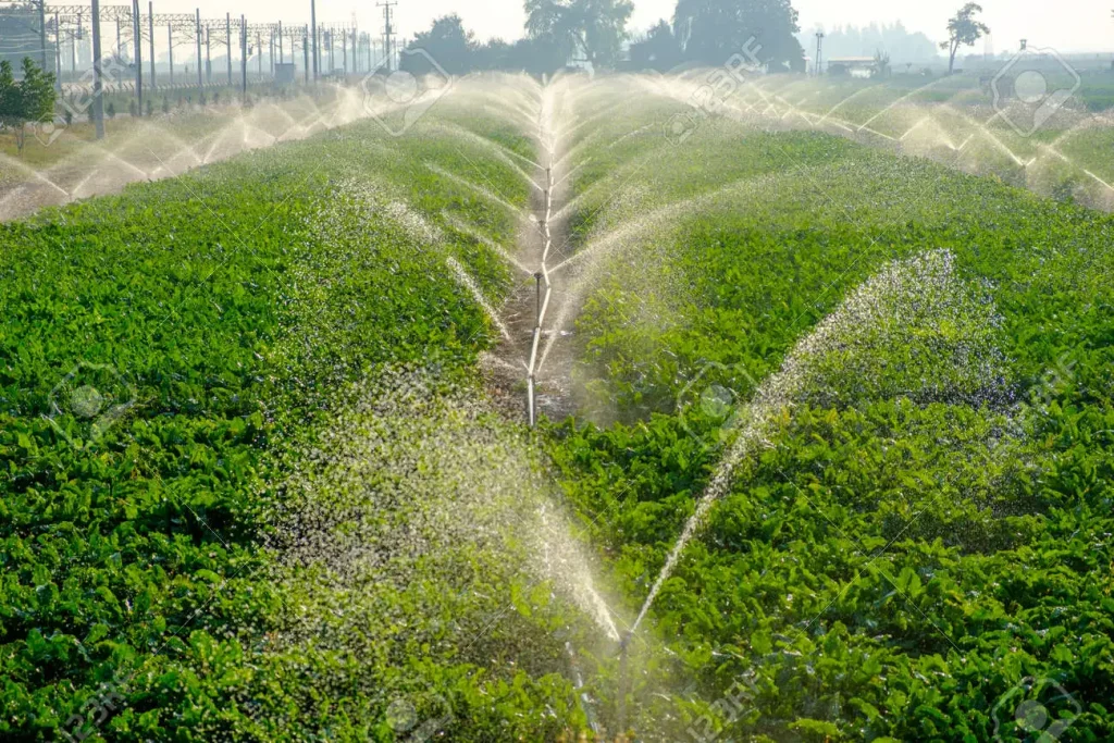Irrigation Service